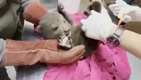 Karabük’te Yavru Bozayı Bulundu: Koruma Altına Alındı