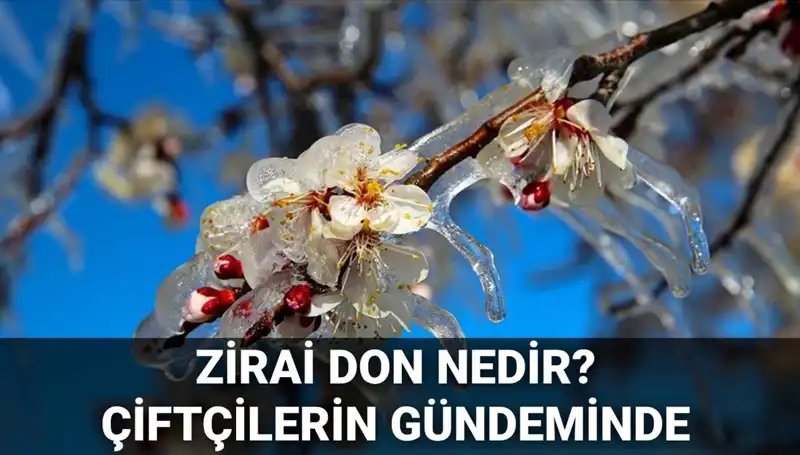 Zirai Don Nedir? Çiftçilerin Zararları Karşılanacak mı?