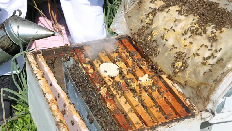 Ata Mesleği Arıcılığı Modern Yöntemlerle Sürdüren Genç Girişimci