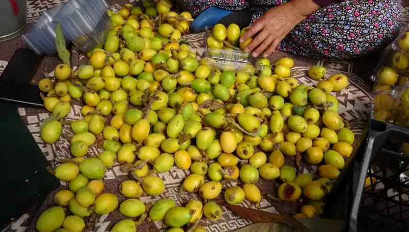 Muşmula Hasadı Başladı: Piyasalarda Kilosu 150 TL'ye Ulaştı!