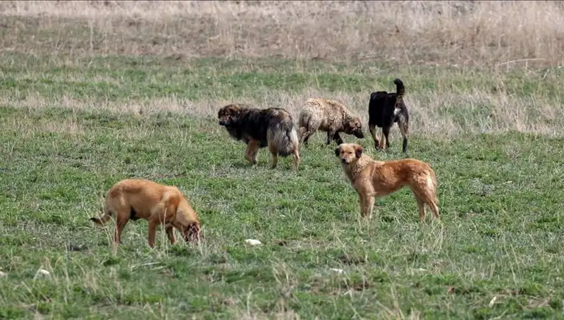 Ankara'da Sahipsiz Köpekler İçin Yeni Cezai Düzenleme Geliyor