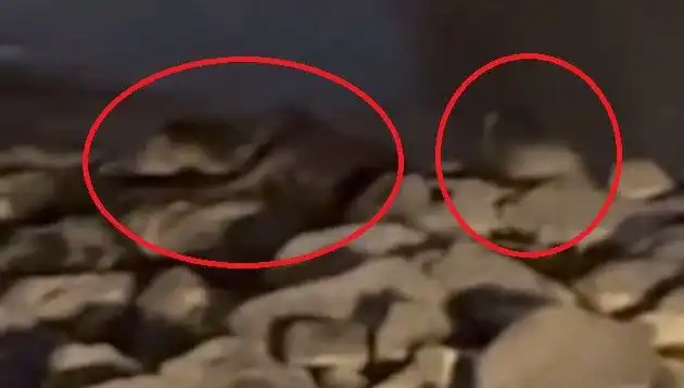 Diyarbakır'da Nesli Tükenmek Üzere Olan Üç Tür Görüntülendi!