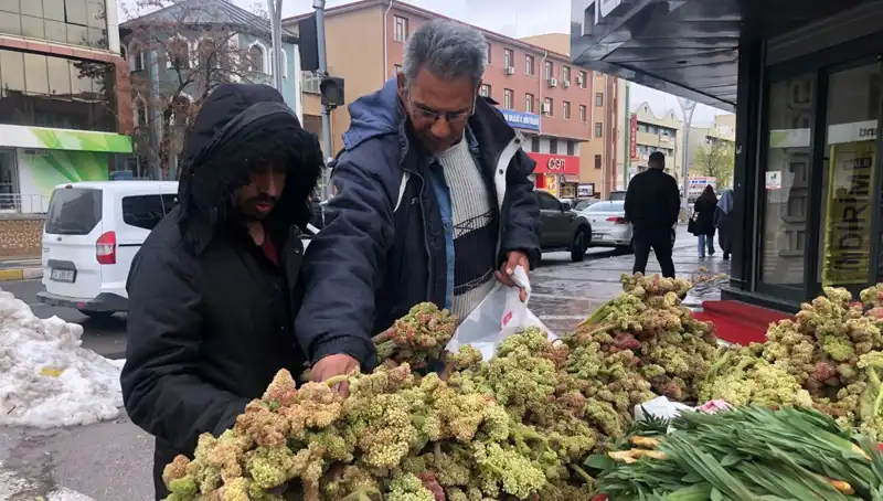Kendiliğinden Yetişen Şifalı Bitki: Kanserle Mücadelede Yeni Umut