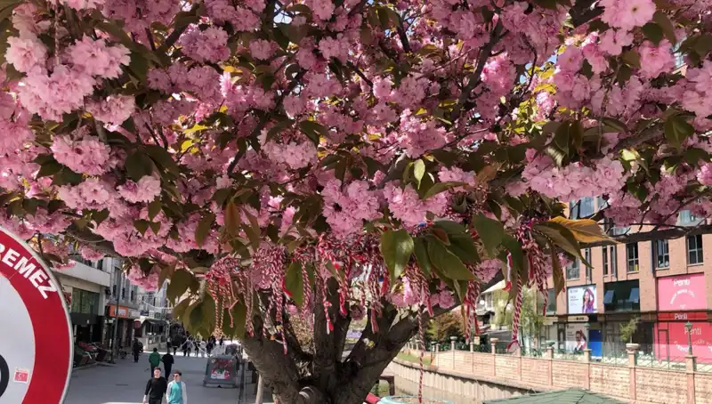 Süs Erik Ağaçlarına "Martenitsa" Geleneğiyle Baharı Karşılama İhtişamı
