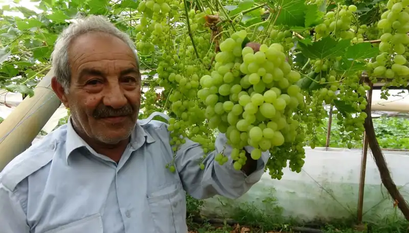 Zirai Don, Meyve Fiyatlarını Alt Üst Etti: İlk Ürünler 250 TL'ye Satılıyor!