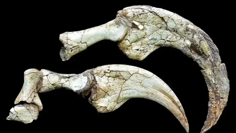 Gobi Çölü'nde Dinozor Keşfi: İki Parmaklı Yeni Tür Dünyayı Şaşırttı!