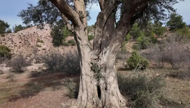 800 Yıllık Zeytin Ağacı: Tarihin Ve Doğanın Buluşma Noktası