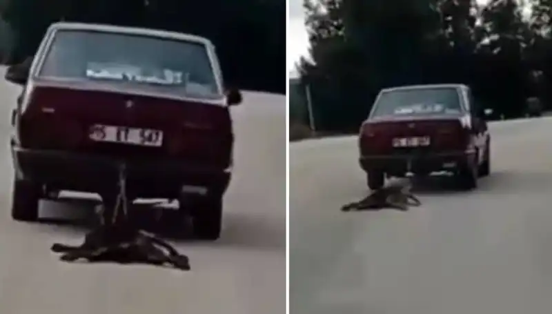 Otomobille Bağlı Köpeği Sürükleyen Şok Edici Anlar