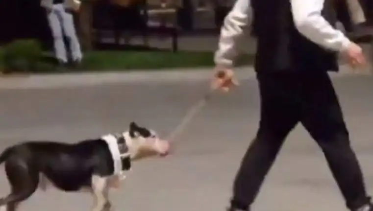 Ağızlıksız Pitbull’ün Saldırısı: Sahibi Para Cezasıyla Yüzleşti