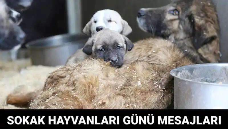 Dünya Sokak Hayvanları Günü 2023: Tarih ve Anlamı