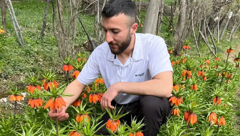 Ağlayan Gelin Fidanı: Doğanın Gözyaşları ve Ceza!