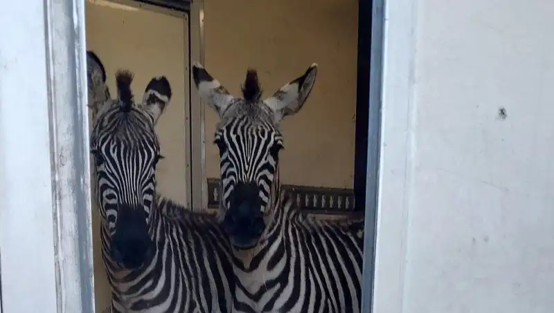 Sınırda Yakalanan Minibüste Şaşırtan Hayvanlar: 2 Zebra, 6 Maymun ve Daha Fazlası!