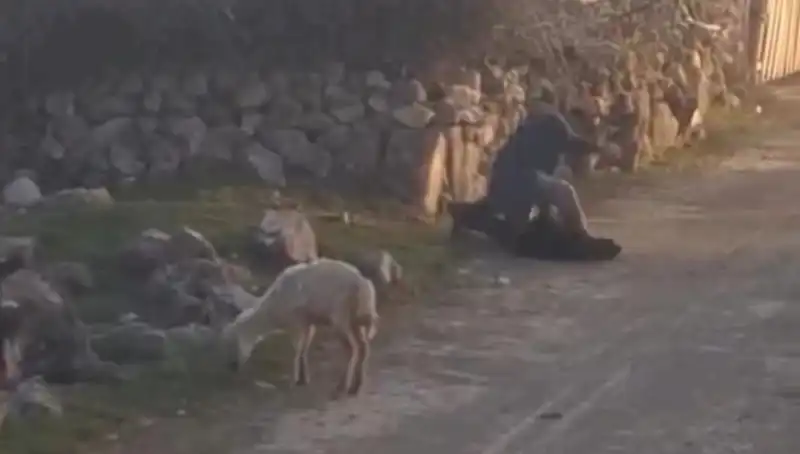 Koyunlara Eziyet Eden Kişi Gözaltına Alındı: Hayvan Hakları İhlalleri Sorun Olmaya Devam Ediyor
