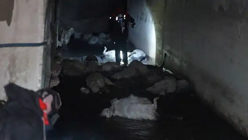 Tehlikeli Koku Alarmı: Onlarca Hayvanı Hayattan Koparan Olay!