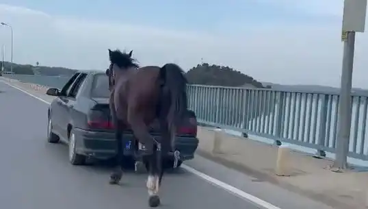 Adana'da Eşek Hayvanına Şiddet: Tutuklama Gerçekleşti!
