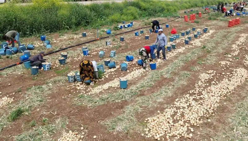 Soğan Hasadı Başladı: Fiyatlar Düşüşte, Tarımda Yeni Dönem
