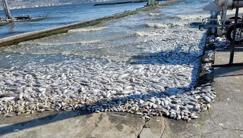 İzmir Körfezi’ndeki Temizleme Projesi Ülke Genelinde Heyecan Yarattı