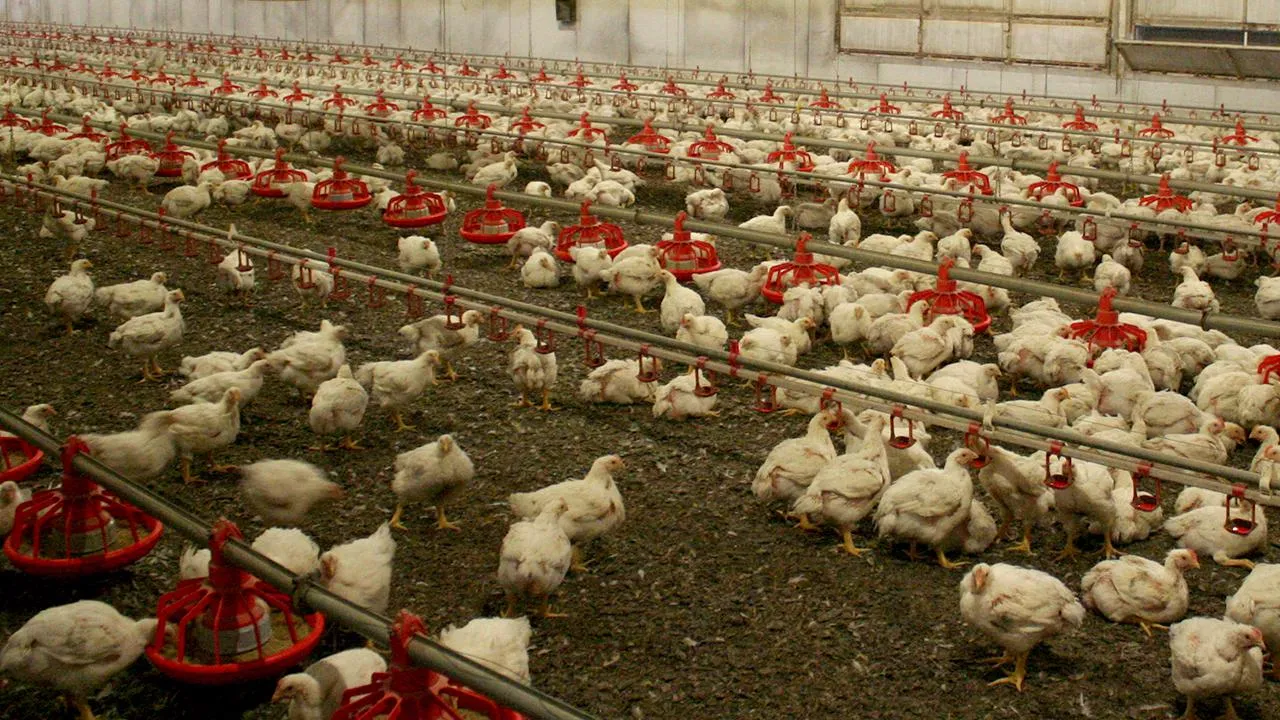 Tarım Bakanlığı’ndan Kuş Gribi ile İlgili Açıklama Geldi