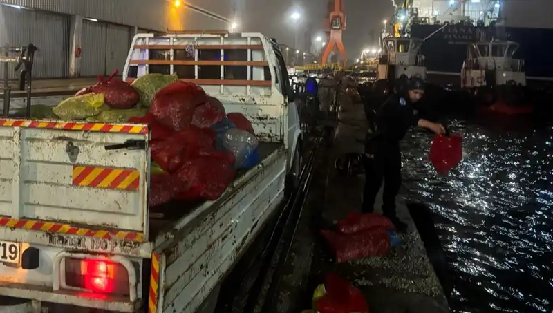 Kaçak Midyeler Karaya Çıktı: Operasyonun Detayları ve Sonrası