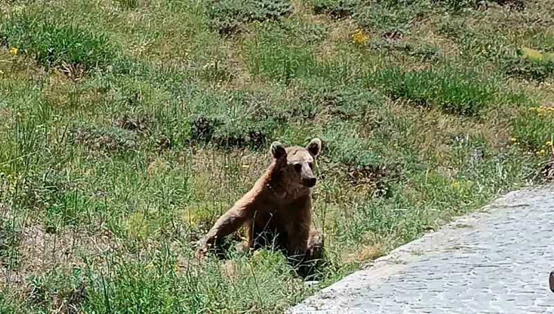 Nemrut Dağı'nda Bozayı Tehlikesi: Ziyaretçilere Uyarılar Geldi